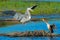 Great Blue Heron with Double-Crested Cormorant