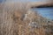 Great Blue Heron at ease near a river in phragmites.