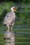 Great Blue Heron eating a fish