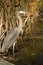 Great blue heron eating fresh fish