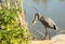 Great blue heron eating fresh fish