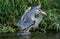 Great Blue Heron eating large whole fish