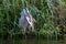 Great Blue Heron eating large whole fish