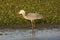 Great blue heron eating a snake at Orlando Wetlands Park.