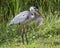 Great Blue Heron Eating a Tilapia