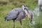 Great Blue Heron Eating a Tilapia - Florida