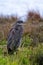 great blue heron, Esquimalt Lagoon, Victoria, BC Canada