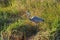 Great Blue Heron, Everglades National Park.