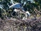 Great Blue Heron Family in Nest