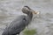 Great blue heron with fish