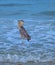 Great Blue Heron with Fish in Mouth, Indian Rocks Beach, Florida