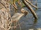 Great Blue Heron With Fish Under Fallen Tree
