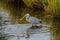 Great Blue Heron with fish in a wetland