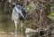 Great Blue Heron fishing in dirty polluted water with trash and litter