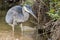 Great Blue Heron fishing in dirty polluted water with trash and litter
