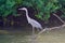 Great Blue Heron Fishing Hunting on Peconic River Riverhead Long Island New York