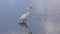 Great blue heron fishing in a lake