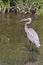 Great Blue Heron Fishing for Lunch