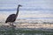 Great blue Heron fishing Ocean shoreline.