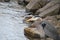 A great blue heron fishing on the side of a stream