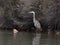 Great Blue Heron Fishing in Utah