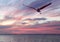 Great Blue Heron Flies Over the Bay As the Sun Sets