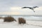 Great Blue Heron Flies Over a Florida Beach at Dusk