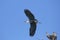 Great Blue Heron flies over nest