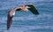 Great Blue Heron in flight