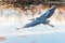 Great Blue Heron in flight.Bombay Hook National Wildlife Refuge.Delaware.USA