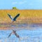 Great Blue Heron in flight.Everglades National Park.Florida.USA