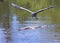 Great Blue Heron In Flight Looking For Food And Mates