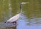 Great Blue Heron In Flight Looking For Food And Mates