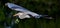 Great Blue Heron in flight with nesting material