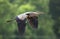 Great Blue Heron in flight, Walton County, Georgia birding