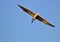 Great Blue Heron Flying