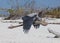 Great Blue Heron flying on a beach