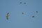 Great Blue Heron Flying with a Flock of Mallard Ducks in a Blue Sky