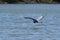 Great Blue Heron flying low across a lake