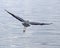 Great Blue heron flying low over Hancock lake