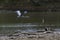 Great Blue Heron flying low over lake