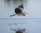 Great blue heron flying low over the water of White Rock Lake in Dallas, Texas.