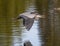 Great blue heron flying low over the water of White Rock Lake in Dallas, Texas.