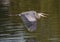 Great blue heron flying low over the water of White Rock Lake in Dallas, Texas.