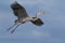 Great Blue Heron flying with Nesting Material