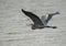 Great blue heron flying over a large pond in McInnish Park in Carrollton , Texas.