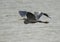 Great blue heron flying over a large pond in McInnish Park in Carrollton , Texas.