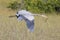 Great blue heron flying over the swamp, Everglades National Park, Florida