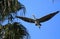 Great Blue Heron Flys to Nest