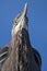 Great Blue Heron front view of both eyes, Georgia